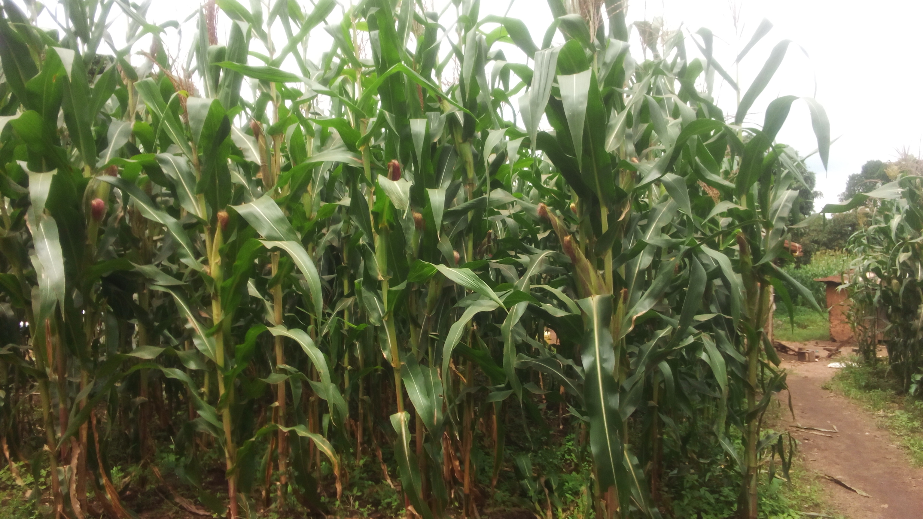 Maize garden in mubende district